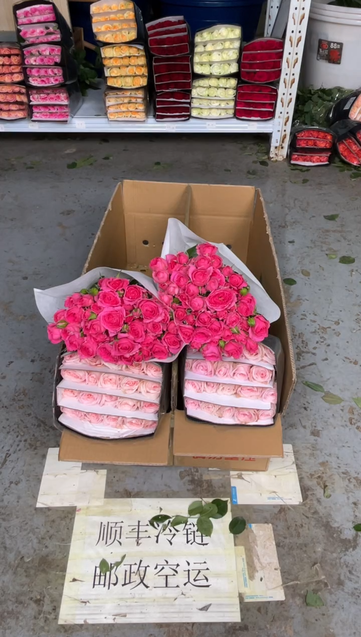 粉荔枝20枝+苏菲10枝