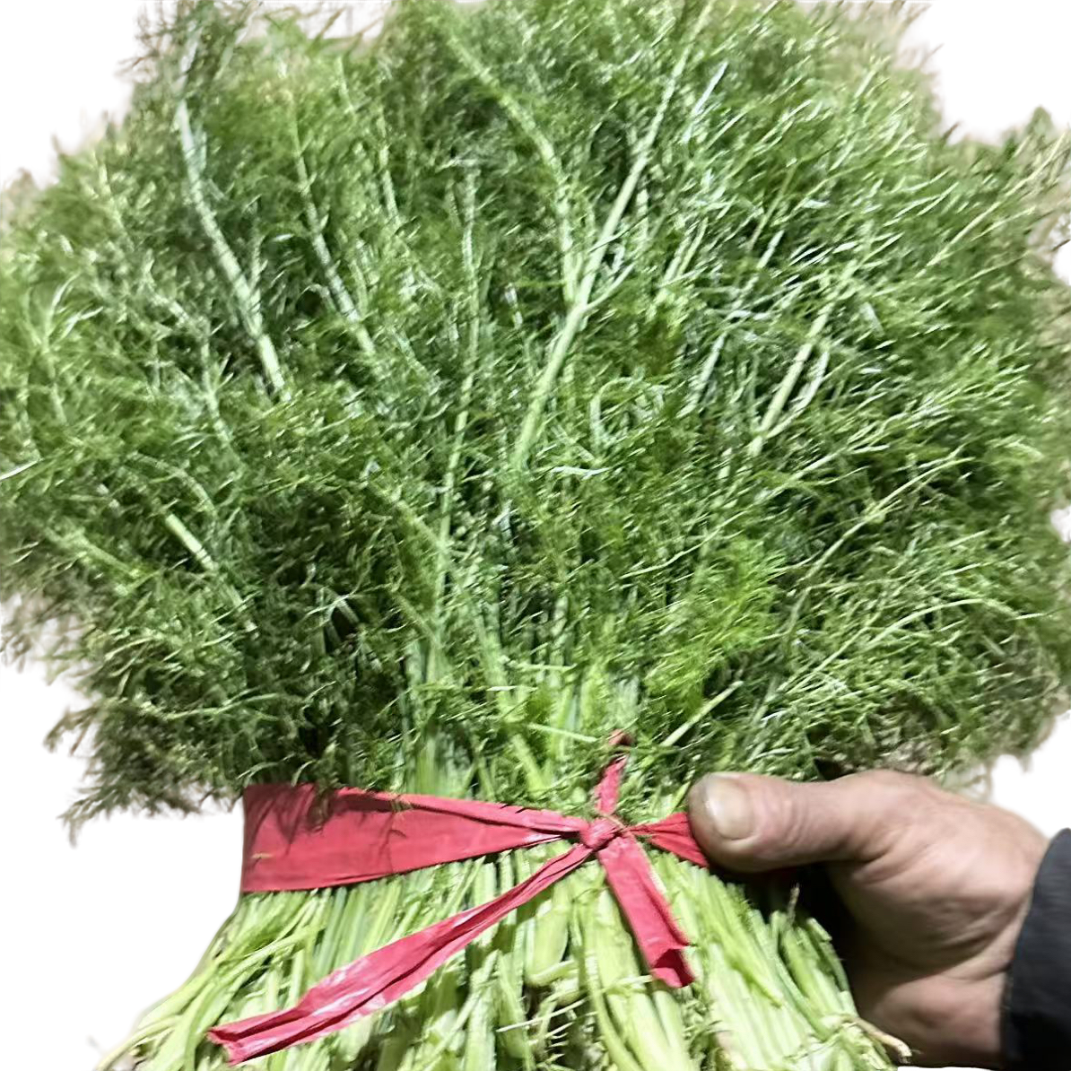 2025年河北农村自种新鲜采收茴香饺子包子地头包邮现发新鲜蔬菜