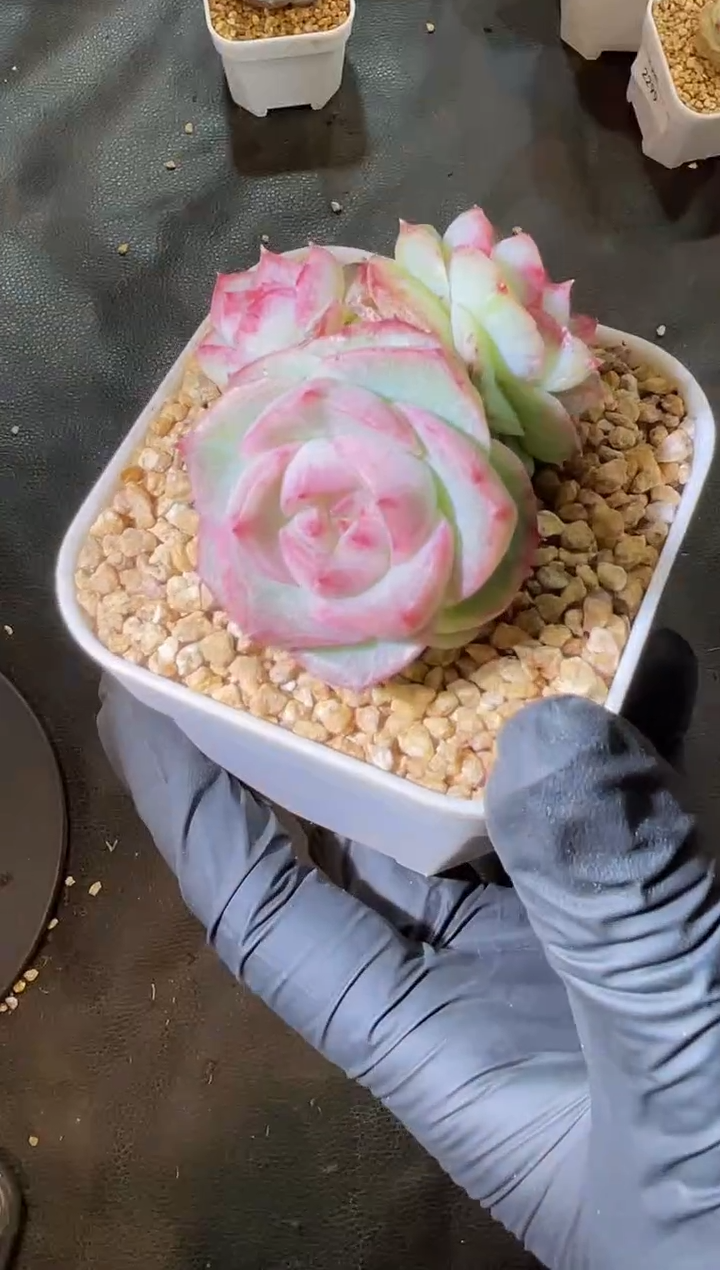 2819 胖桃群3-4厘米 量拍发一颗