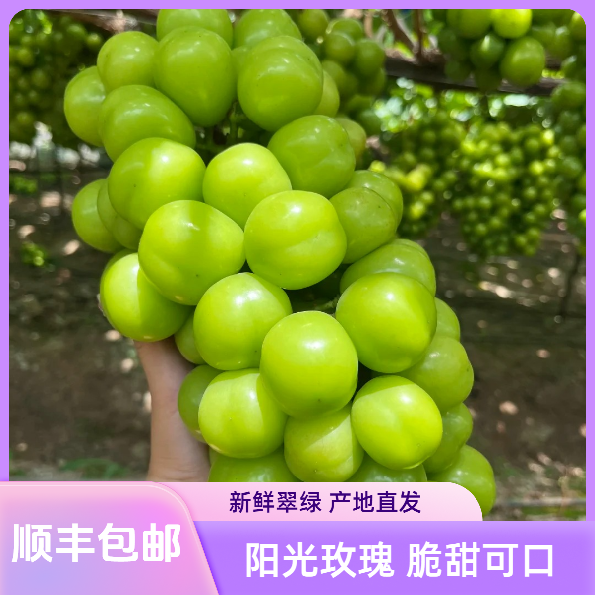 【顺丰包邮】阳光玫瑰精品大果鲜甜多汁新鲜现摘应季水果产地直发