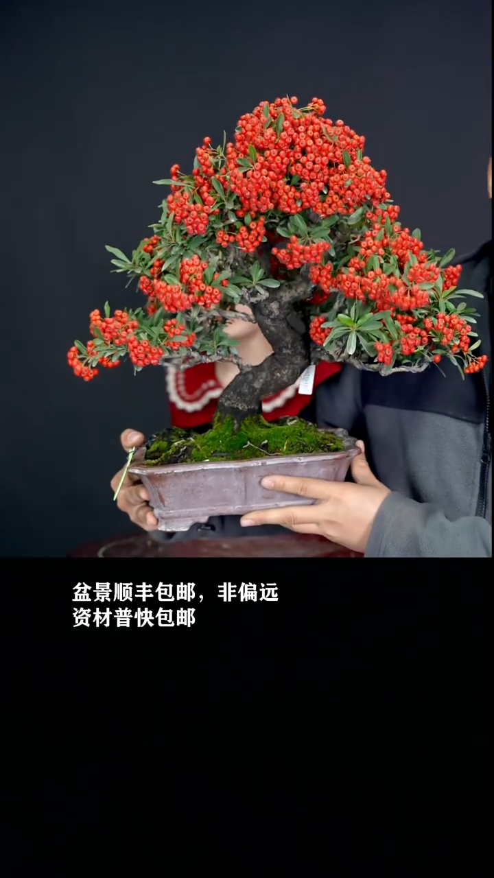 无花朵L****n火棘-G2420