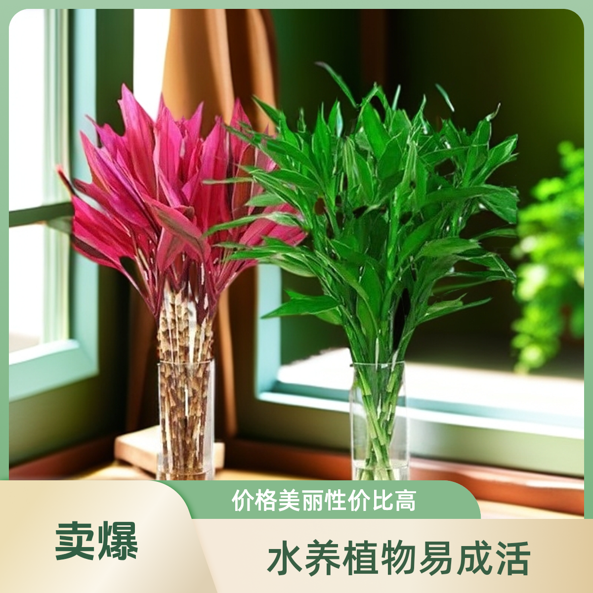 富贵竹水养花卉转运竹水培植物盆栽观音四季室内净化空气.