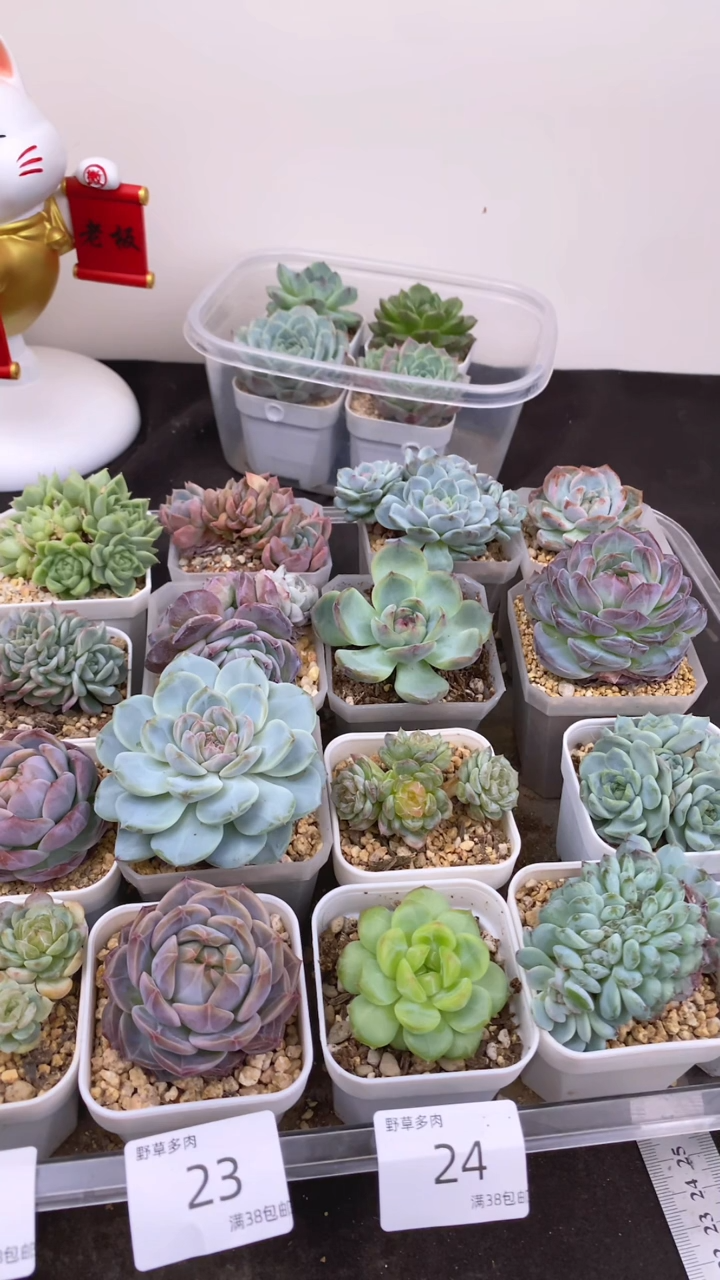 28.8一组一组包邮24号