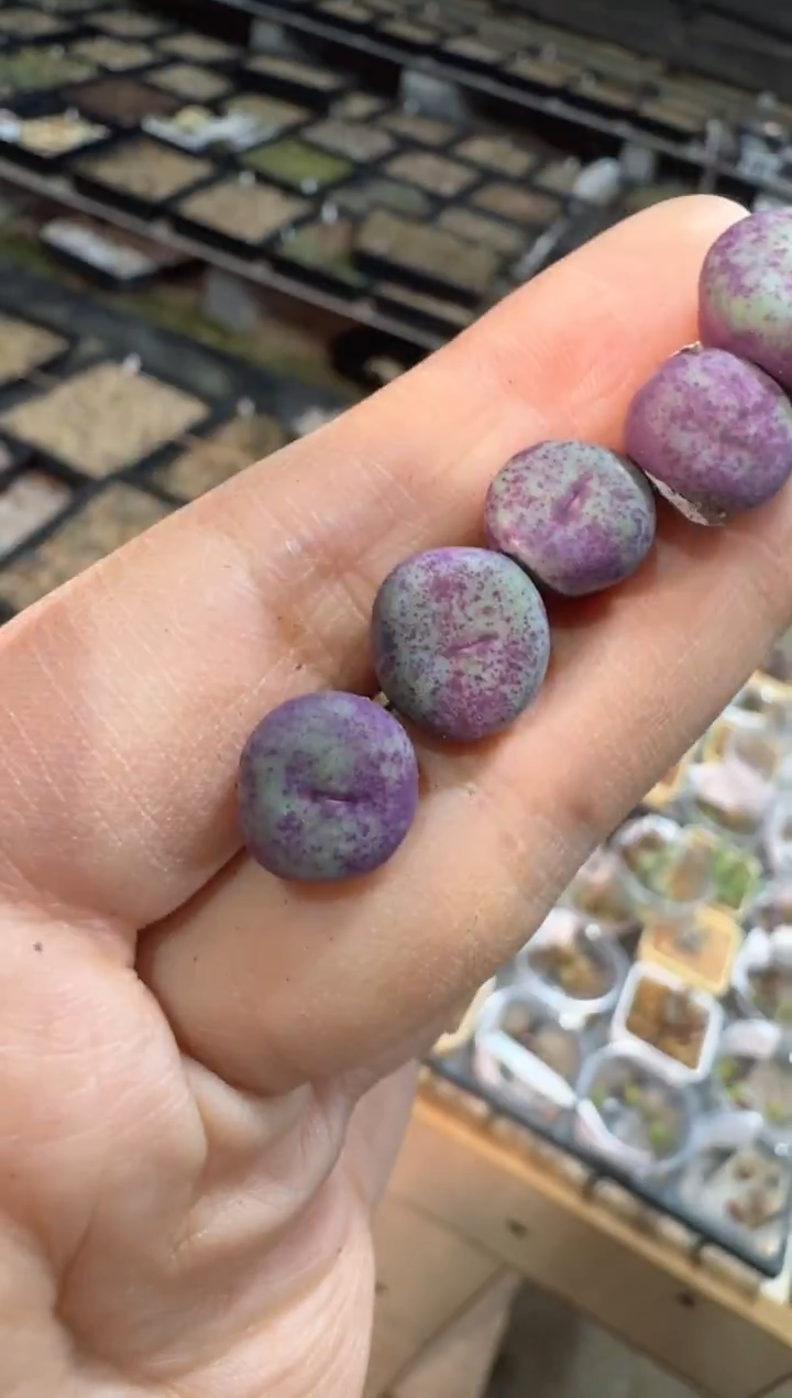 【天津专属】39多肉植物肉锥BY1471.1红嘴一颗