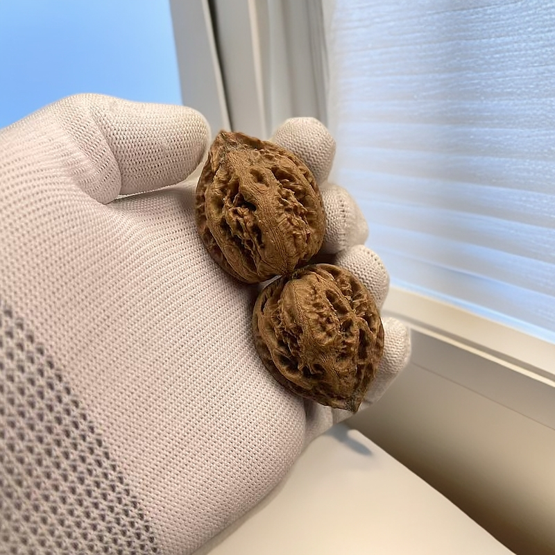 北派文玩原生态关东楸子核桃包子型大粗筋