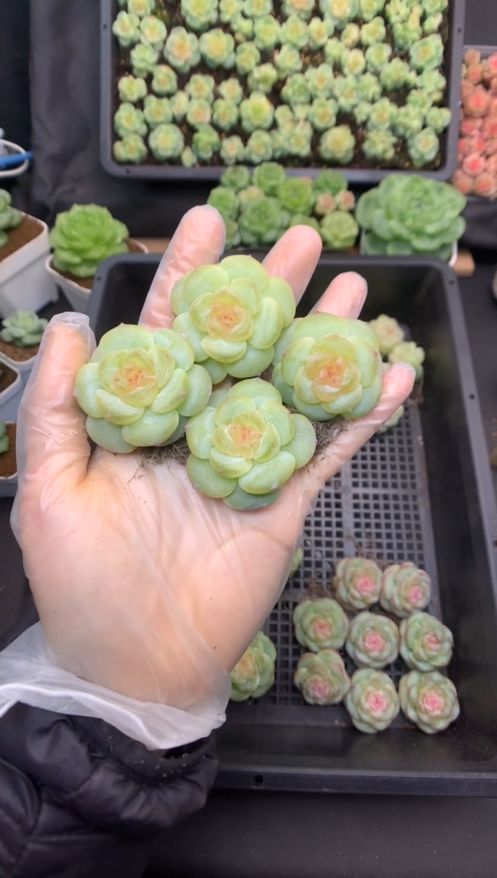 量拍 沧渊B 裸根 21.8一颗