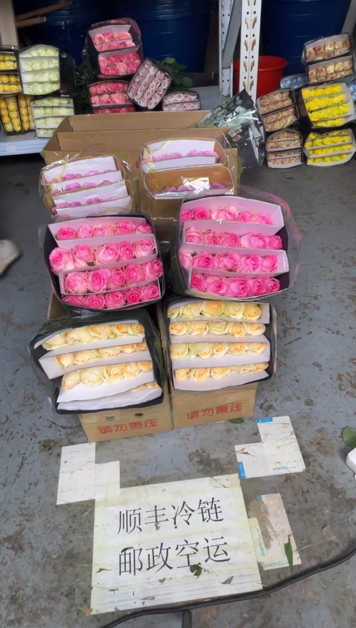 香槟20枝+洛神20枝+紫霞20枝 