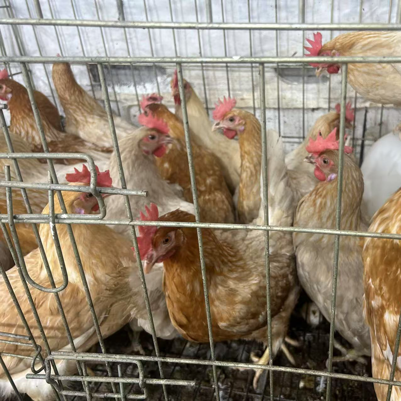 散养活体宠物鸡包邮到家小体型