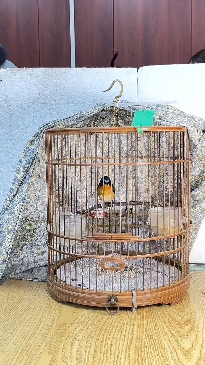 40号 山岚 养笼0元起拍