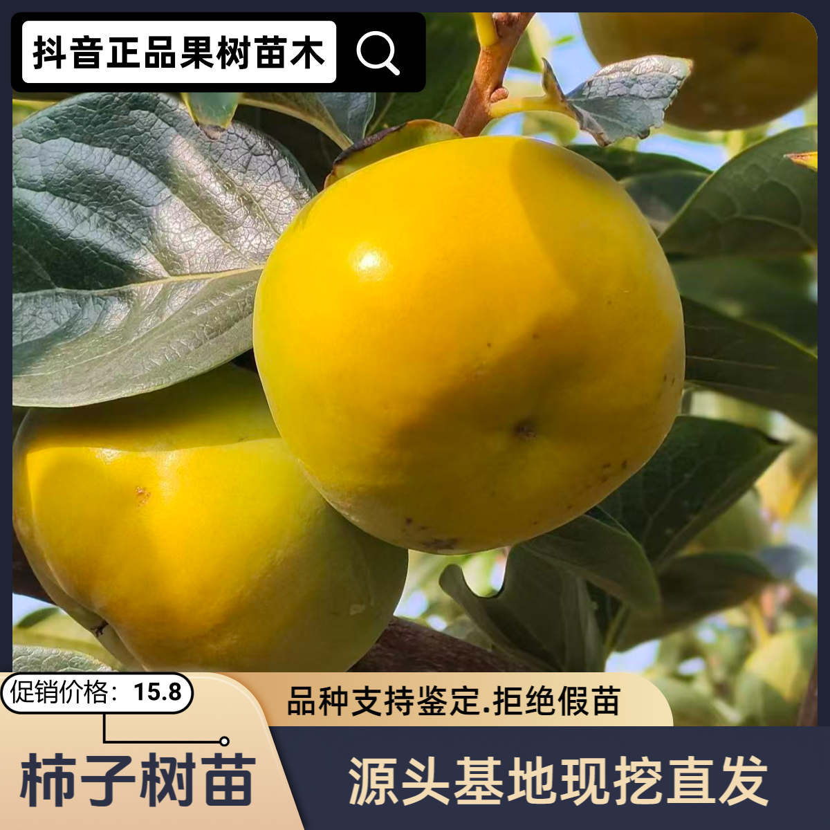 脆甜柿子树苗南北方庭院地栽阳台盆栽种植耐寒易活果树柿子苗