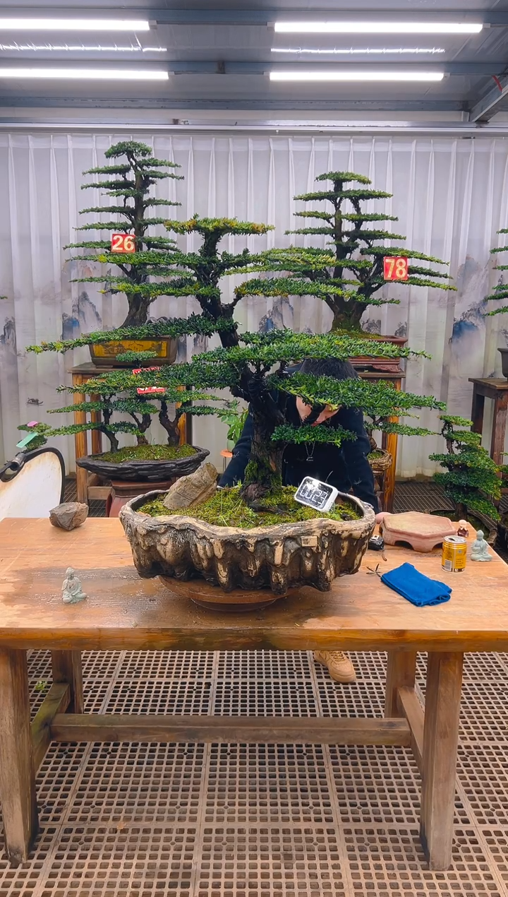 无花朵精品盆景直播间一物一拍