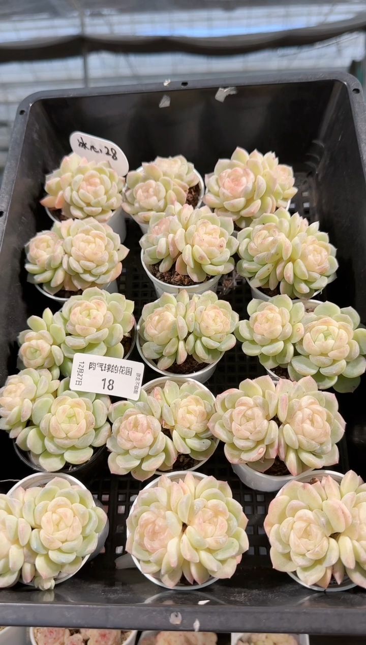  1227-18冰心28双头多肉量拍任意发一颗群生不包整