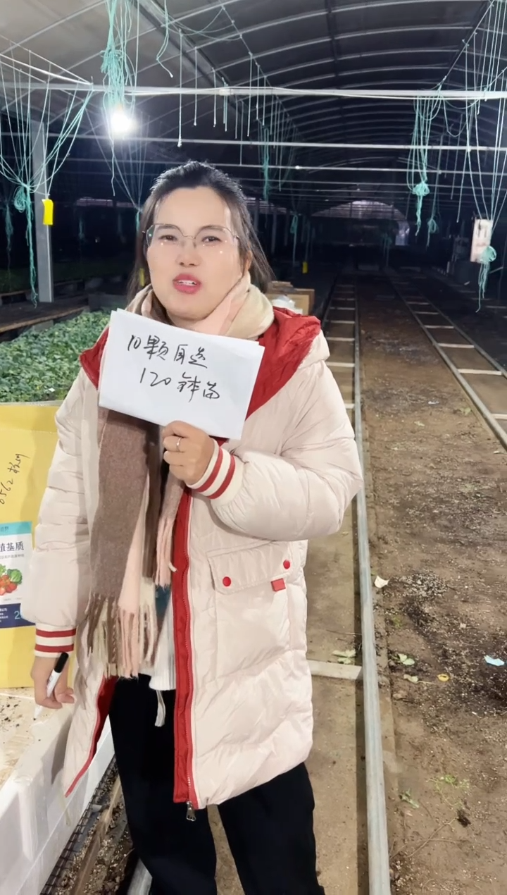 十个120钵苗任选10个