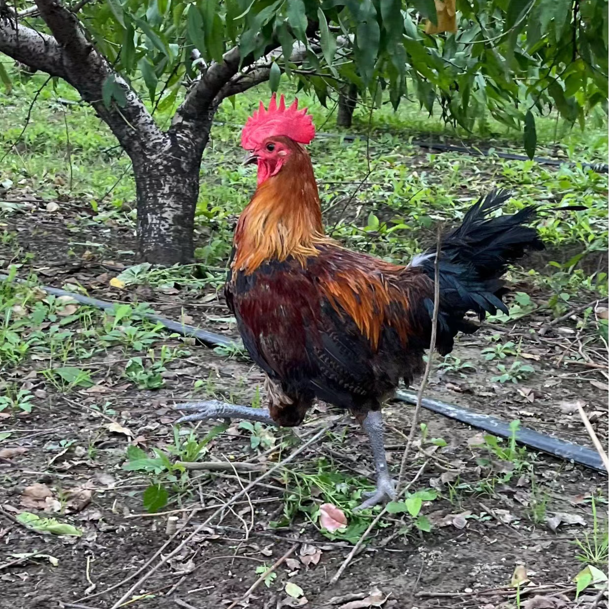 (一公一母）7-8斤鸡场直发散养土鸡农家散养鸡公鸡下蛋母鸡