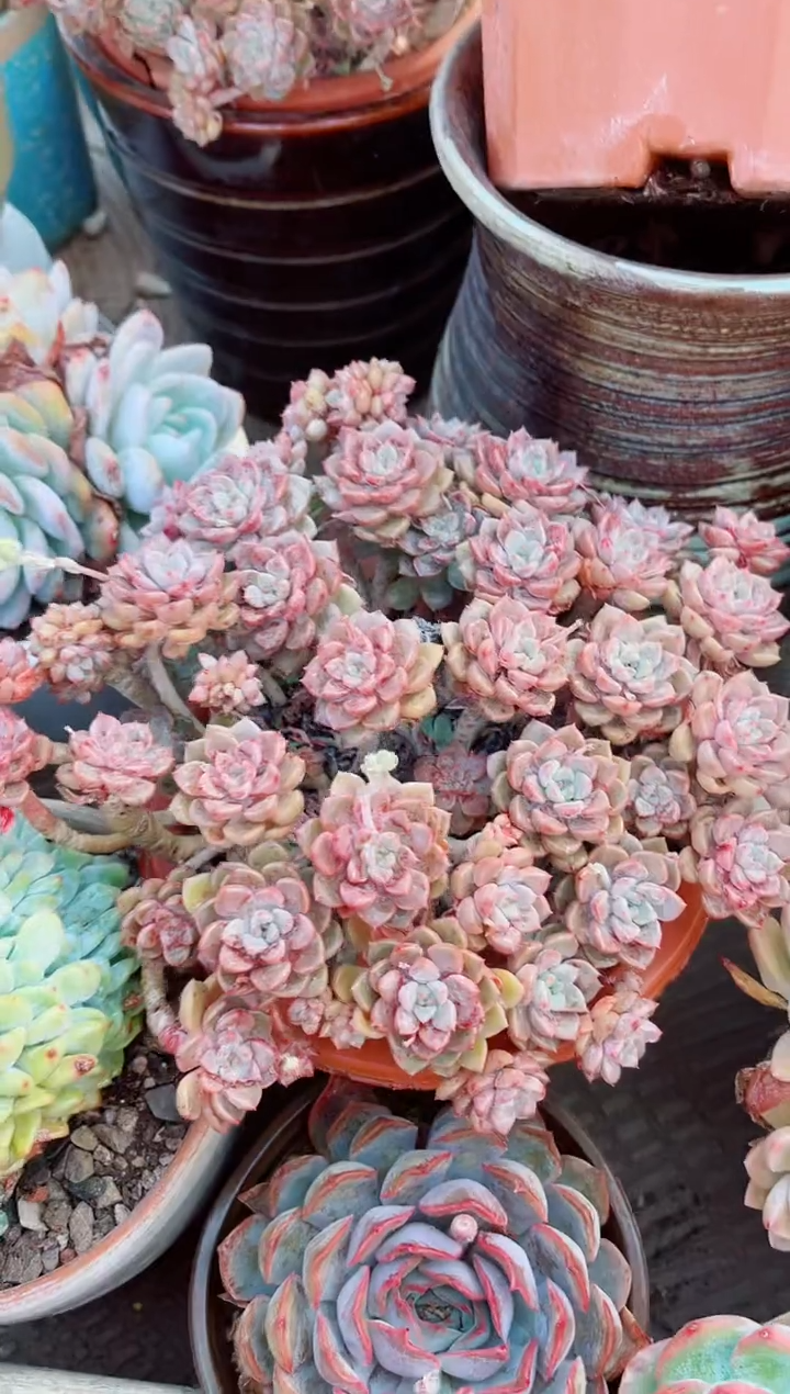 20139多肉植物一物一拍