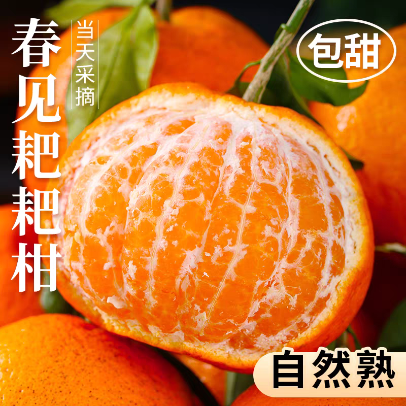 四川春见耙耙柑粑粑柑8斤新鲜水果橘子当季整箱杷杷柑丑桔子包邮
