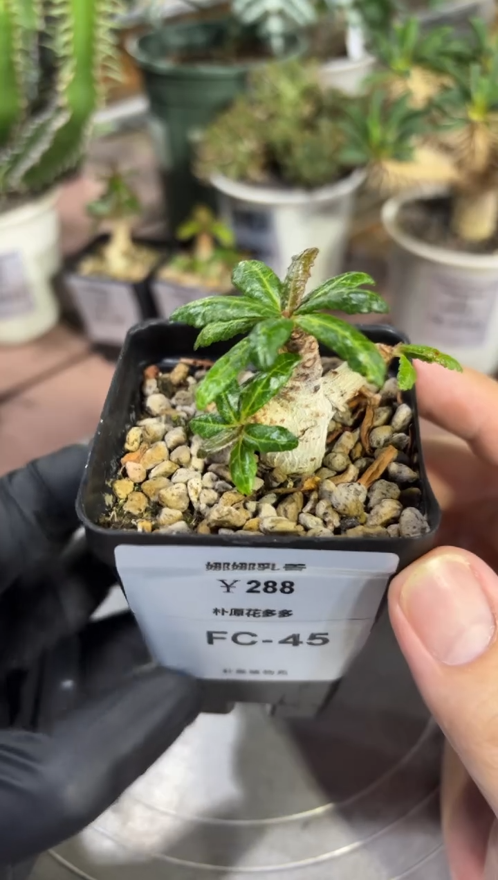 娜娜乳香FC-45    