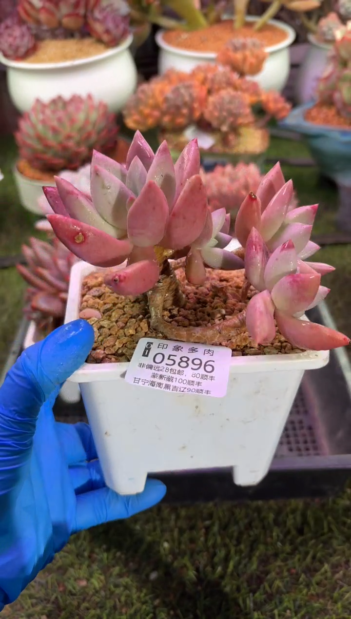 【闪购商品】05896