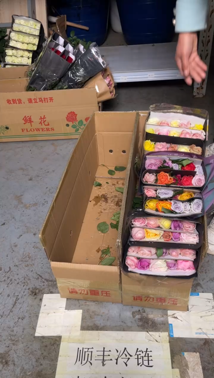 混色玫瑰3扎        