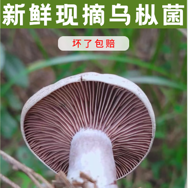 贵州新鲜松树菌野生大山现采野生乌枞菌蘑菇天采摘新鲜发货小番茄