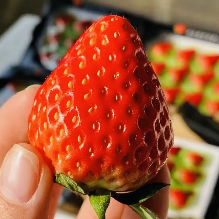 【单拍无效，加购物车和榴莲一起提交付款】丹东久久草莓味道浓郁香甜多汁