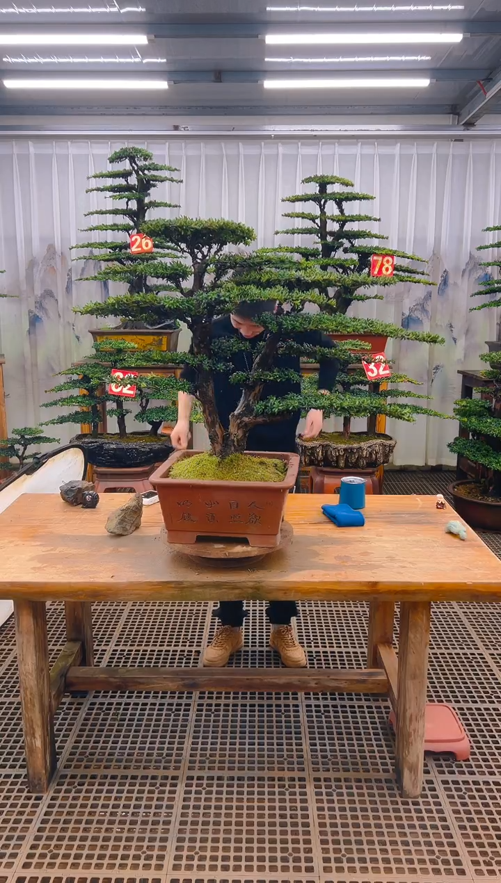 无花朵精品盆景直播间一物一拍