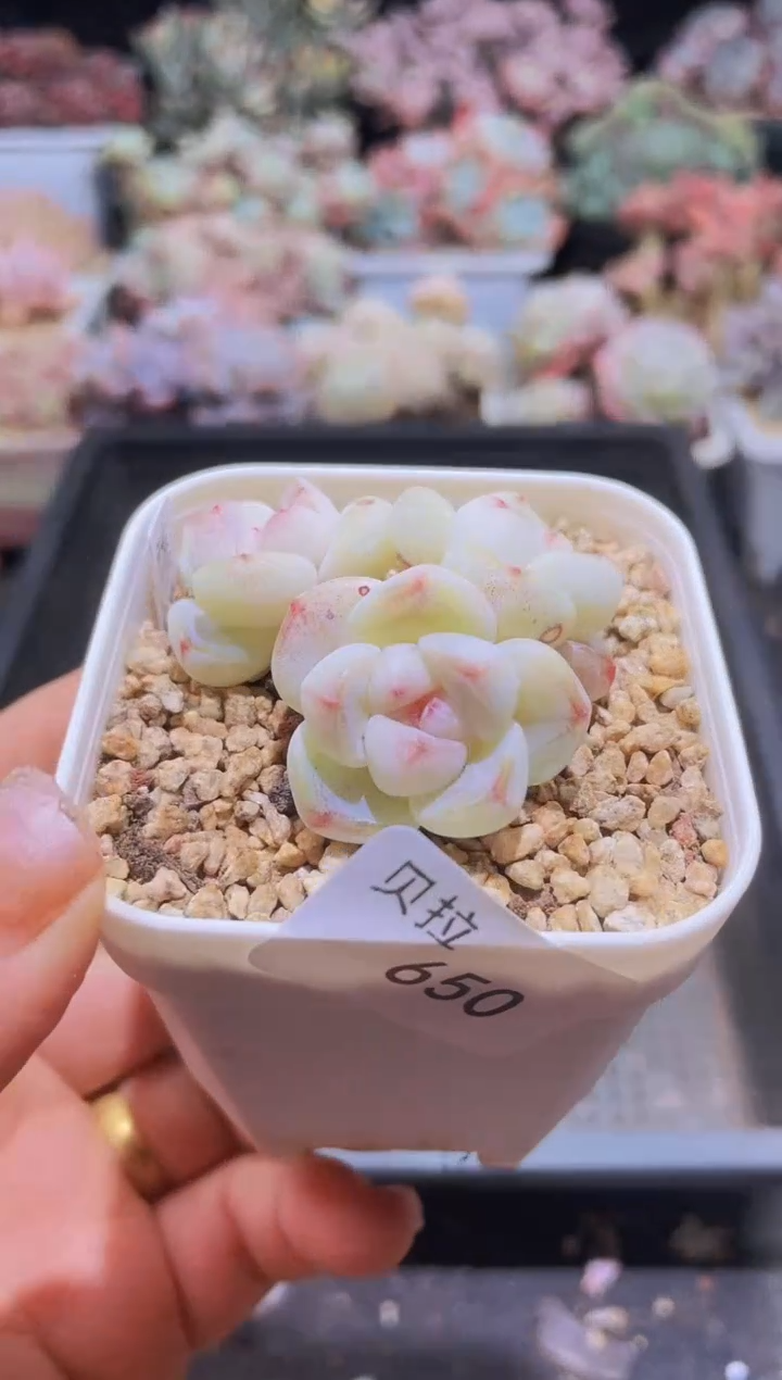 【闪购商品】650溏心冰玉