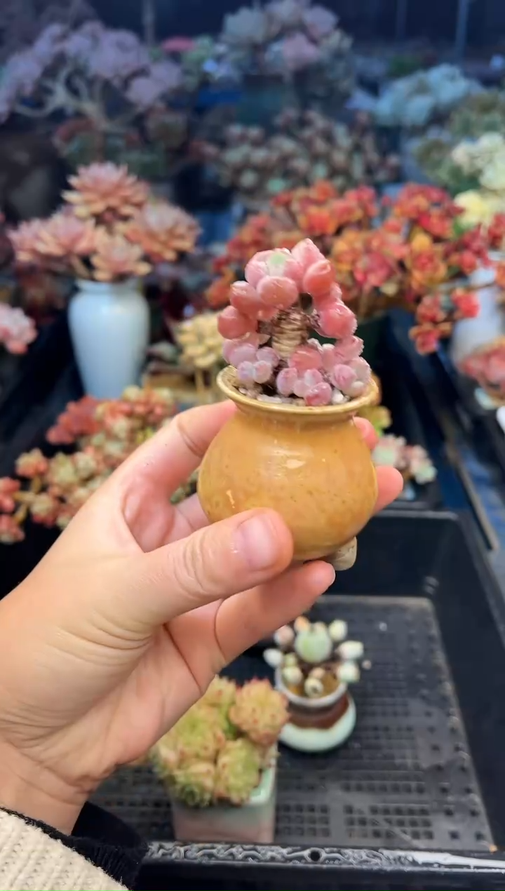 皇*红604           不带盆