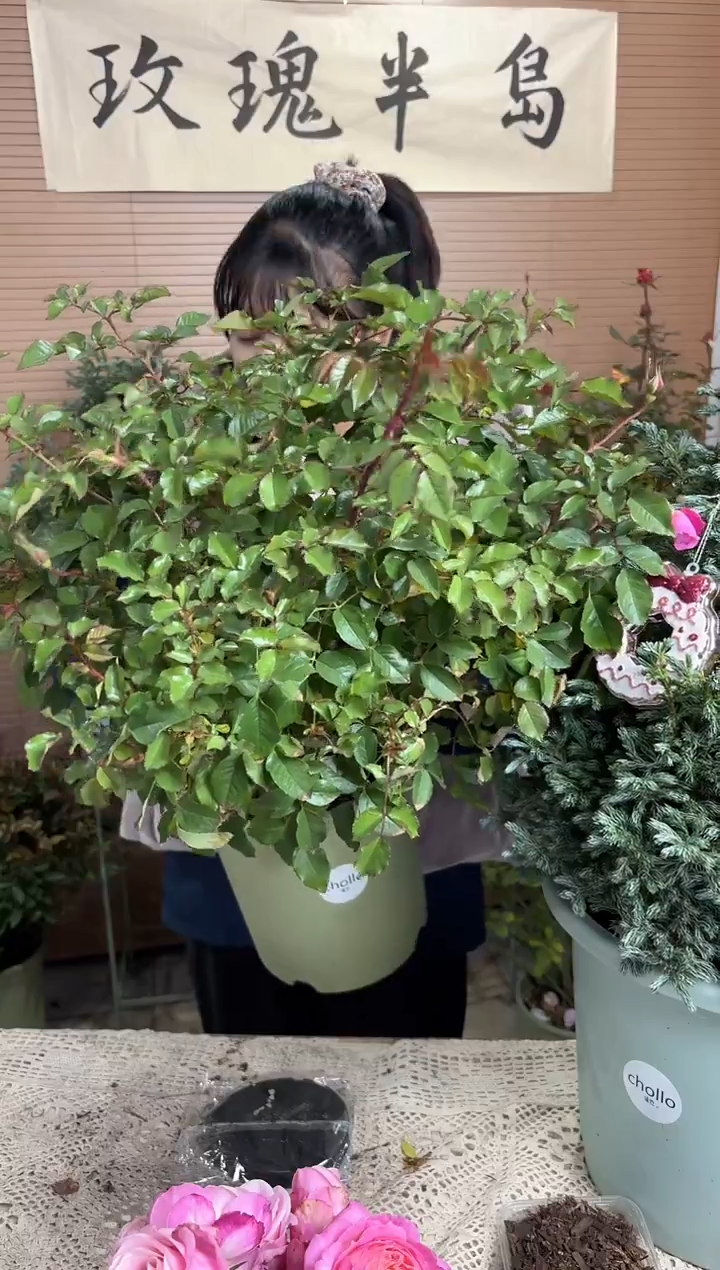 草莓3加仑根接苗