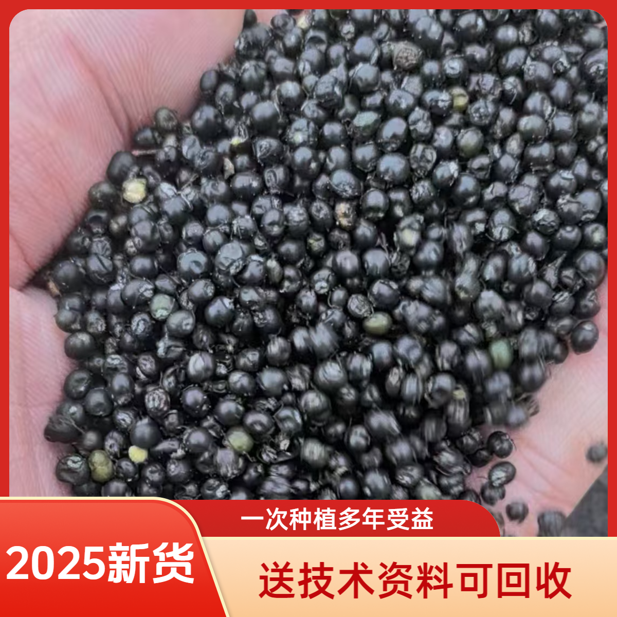 2025新货基地大通草种子  中药材通脱木通花杆种子 送技术资料 