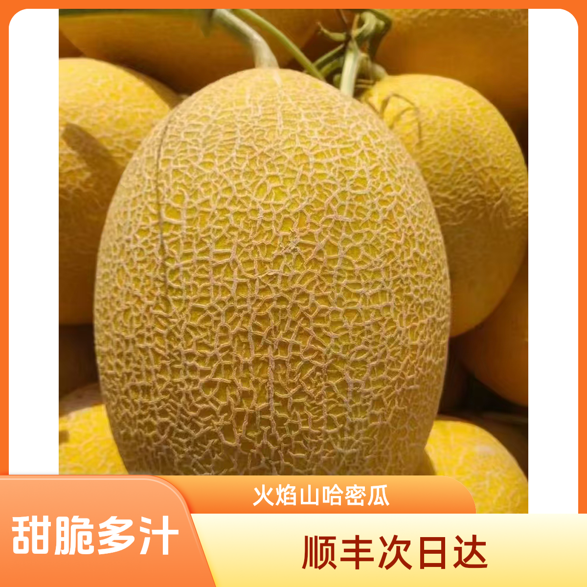 次日达新疆火焰山哈密瓜头茬精品一级大果顺丰冷链次日达5—6斤/9—10斤酥脆多汁甜如蜜新鲜新疆维吾尔自治区