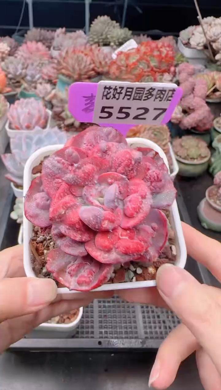【闪购商品】5527.