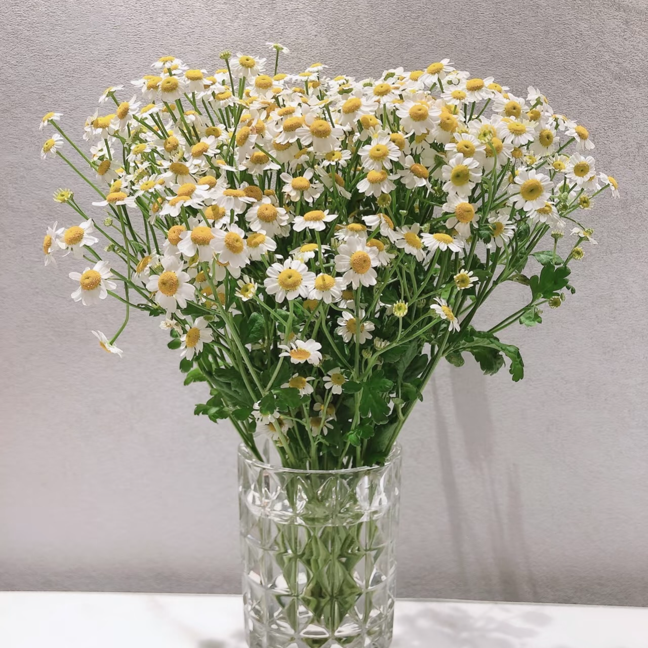 家居办公生活洋甘菊小清新一扎