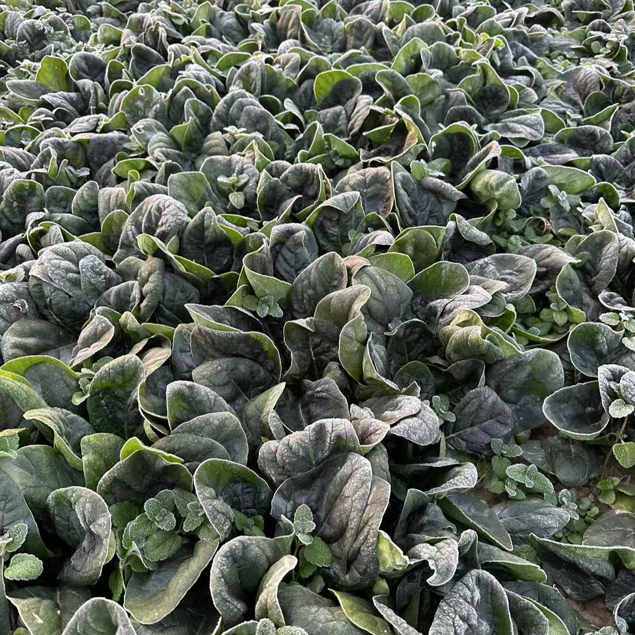 河南露天菠菜红根短杆菠菜趴地虎菠