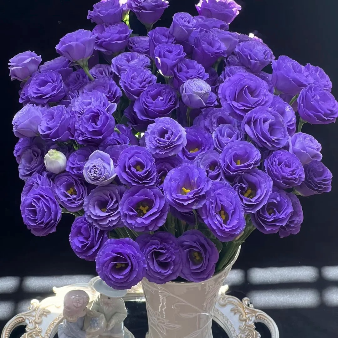 【AA级紫色洋桔梗0.8kg】冷链包邮，2单升级顺丰