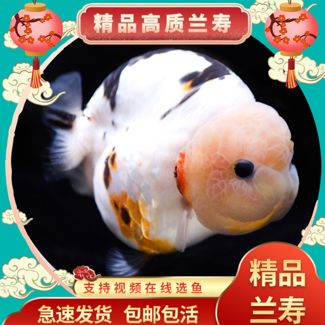 渔多多精品观赏鱼无开箱视频不售后不隔离入缸不包直播间一鱼一拍