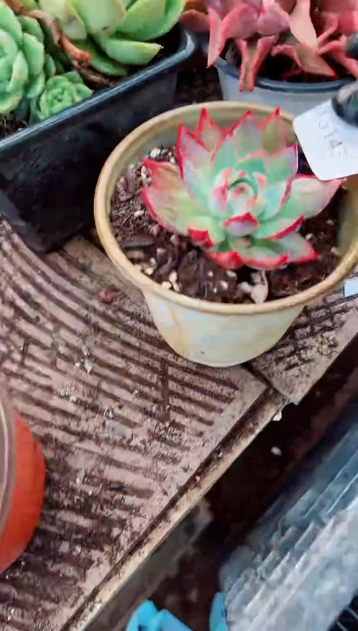 ౪****࿐多肉植物一一物一拍15143