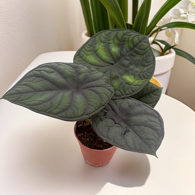 稀有龙鳞神盾海芋北欧风