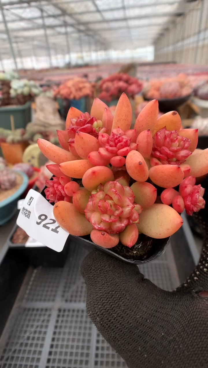 【闪购商品】921苹果花一物一拍