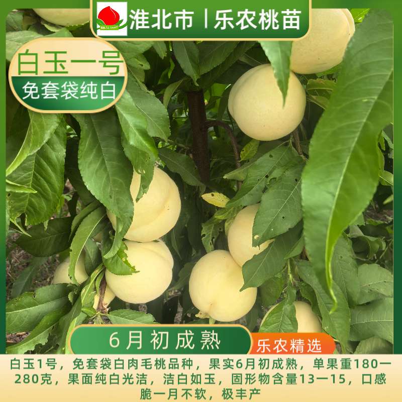 乐农-白玉一号白桃-免套袋纯白色-6月初成熟桃树桃子脆甜