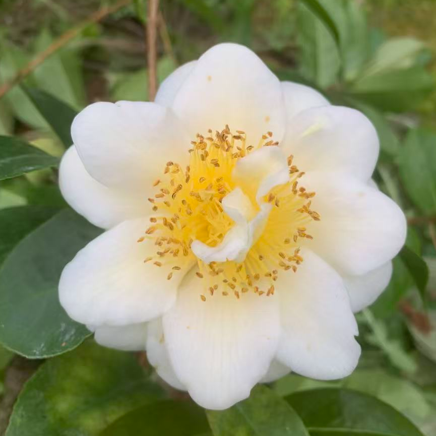 彩黄茶花 品种茶花苗小苗庭院盆栽绿植花卉黄色茶花基地直发