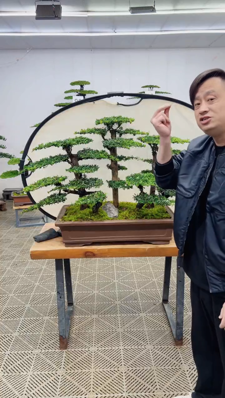 无花朵坚**底造型盆景一物一拍