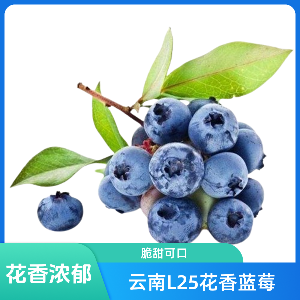 云南L25花香蓝莓18＋大果