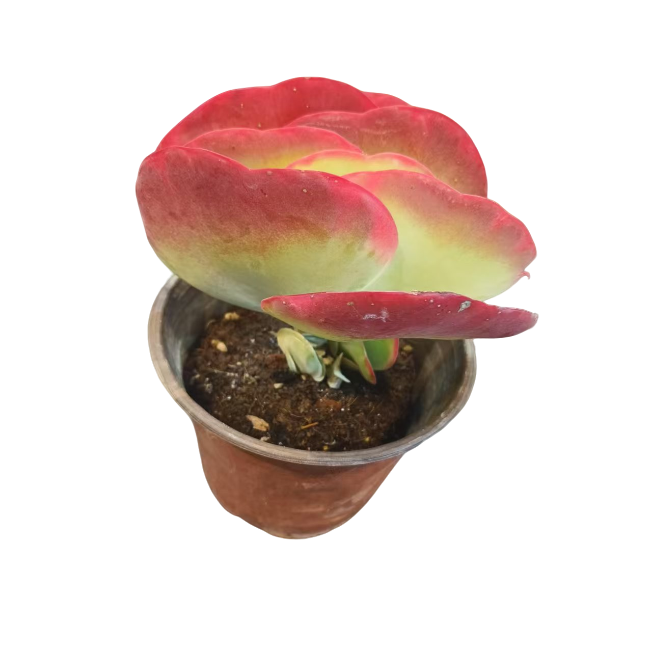 同美多肉园艺  唐印锦  粉丝福利多肉植物 直播间实物为