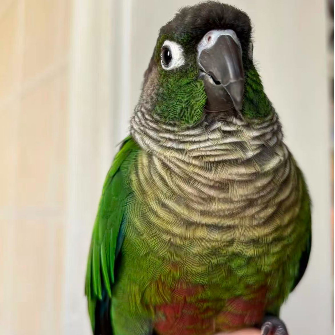 手养亲人可互动会学舌的鹦鹉雏鸟