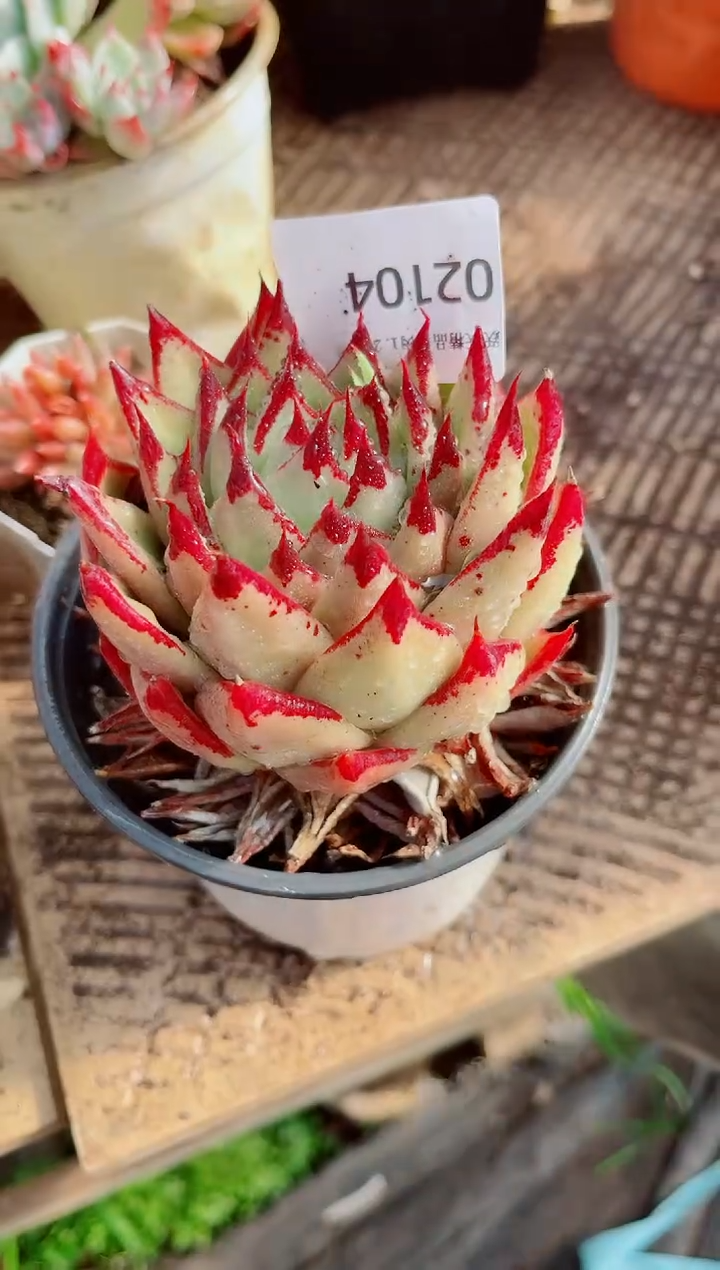 ?**缘跃跃精品多肉02104