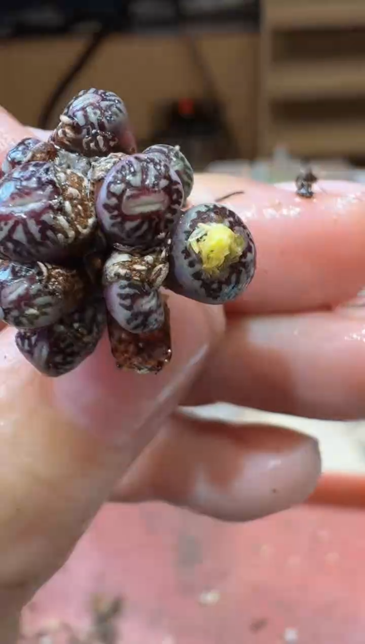 20-319多肉植物肉锥