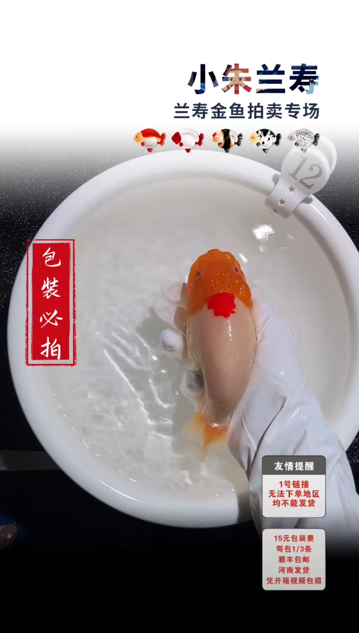 金鱼包装必拍未拍顺丰到付12号