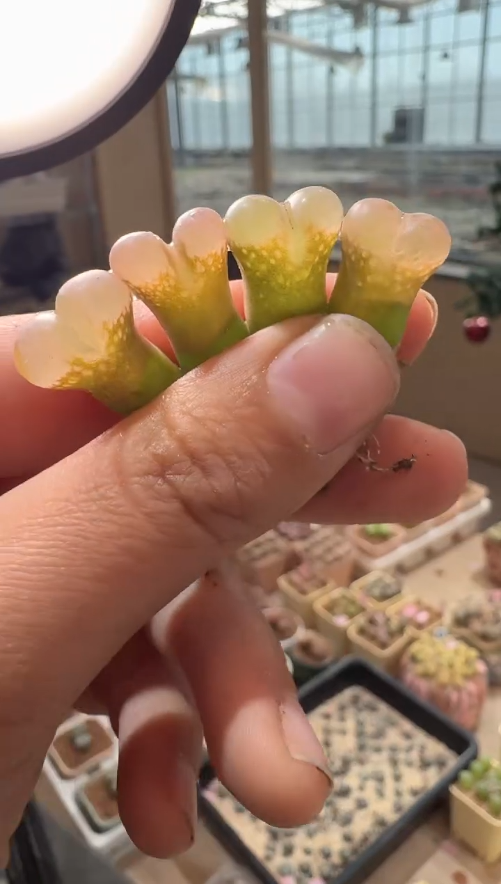 373多肉植物肉锥黑紫体风铃一颗