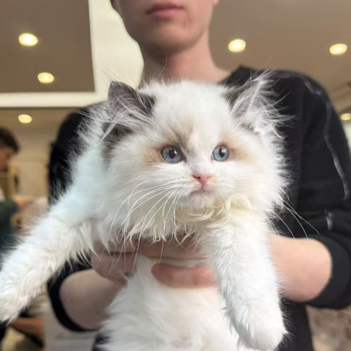 来了姊妹-海双布偶猫 妹妹 43